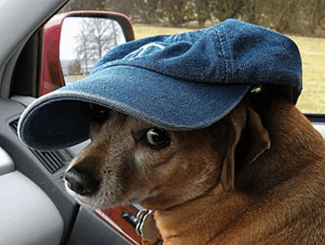 a brown dog wearing a blue hat with a t on it
