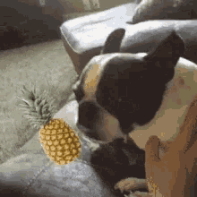 a dog is licking a pineapple on a couch .