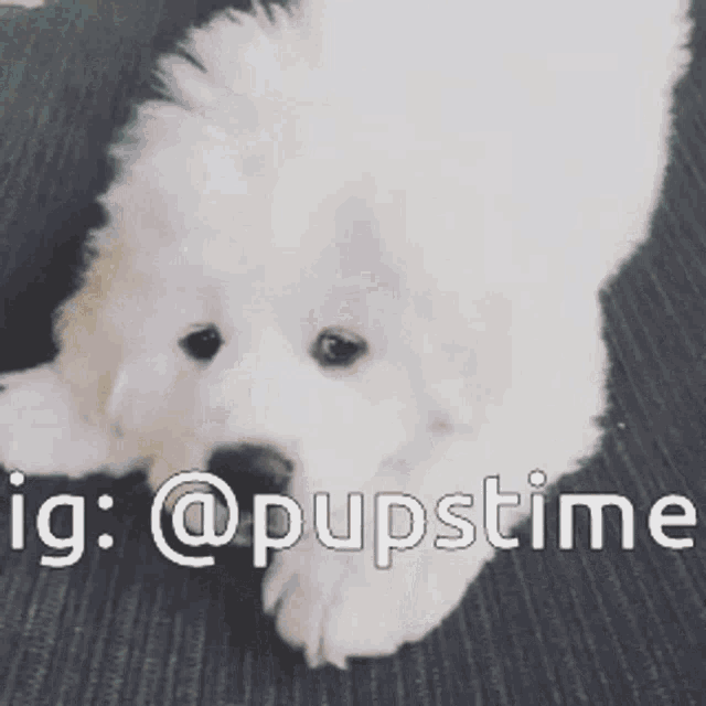 a picture of a white puppy with the hashtag @pupstime on it