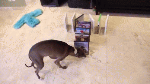Not A Fan Of Dvd Dominos GIF - Traps Dog Cute GIFs