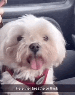 a small white dog is sitting in a car with a caption that says he either breathe or think ..
