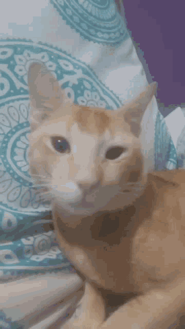 a cat is laying on a bed with a blue and white blanket