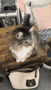 a cat sitting on top of a table next to a purse that says smile on it