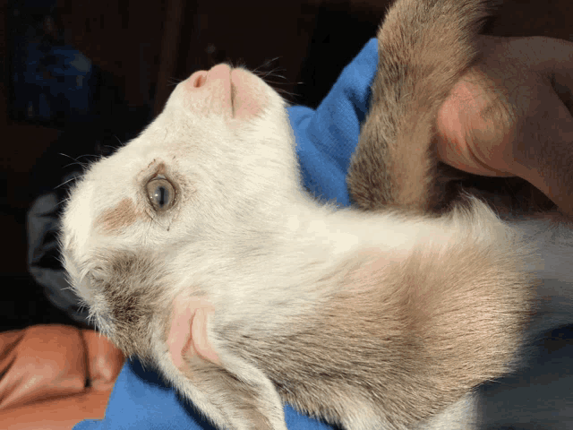 a person is holding a baby goat in their lap