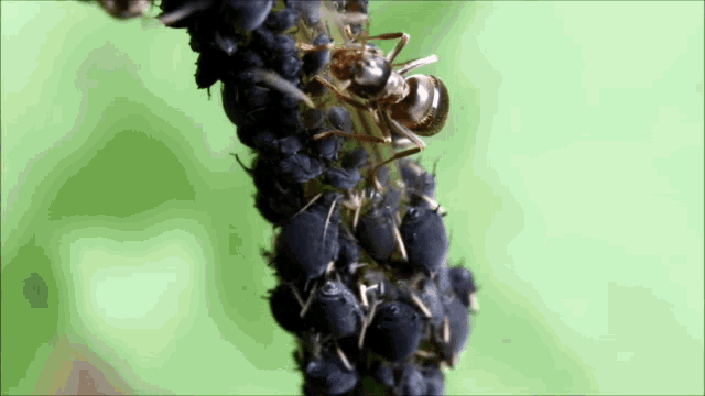 Ants And Aphids Ant GIF - Ants And Aphids Ant Aphid GIFs