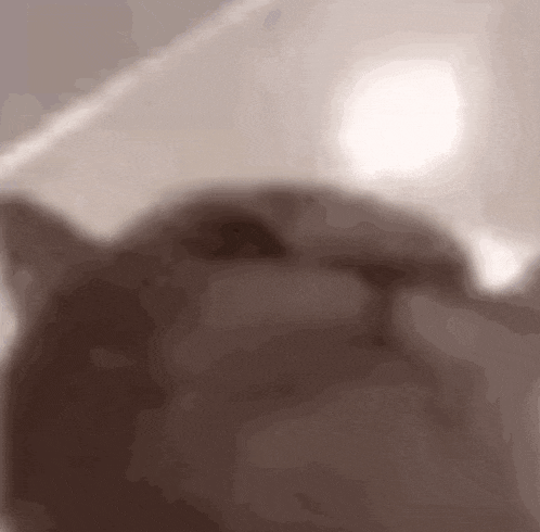 a close up of a person holding a cat 's head in their hand .