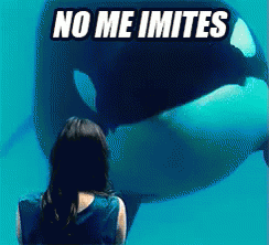 No Me Imites GIF - Ballena Orca No Me Imites Arremedar GIFs