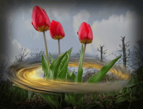 Red Roses GIF - Red Roses Twister GIFs