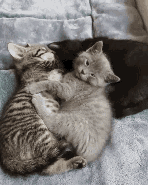 two kittens laying on a blanket hugging each other