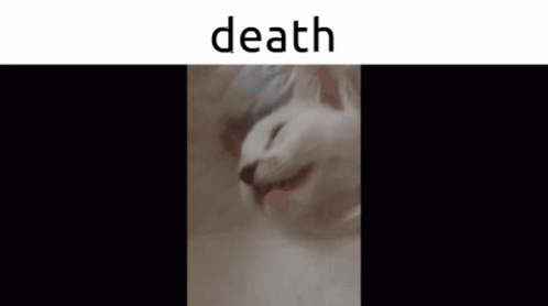 Death Cat GIF - Death Cat GIFs