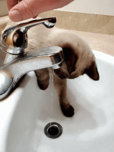 Cat Water GIF - Cat Water Faucet GIFs
