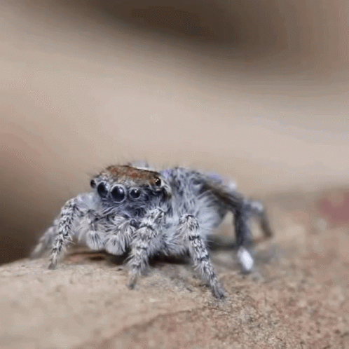 Spider Arms GIF - Spider Arms Hey GIFs