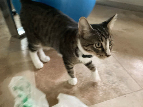 Cat GIF - Cat GIFs