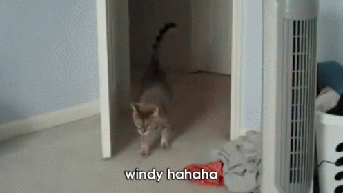 Windy :D GIF - Cat Scared Jump GIFs
