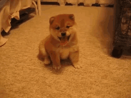 a small brown dog is sitting on a carpet in a room .