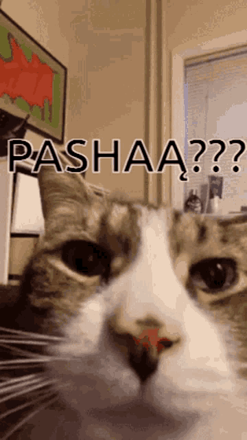 Pasha Cat GIF - Pasha Cat Cat Pasha GIFs