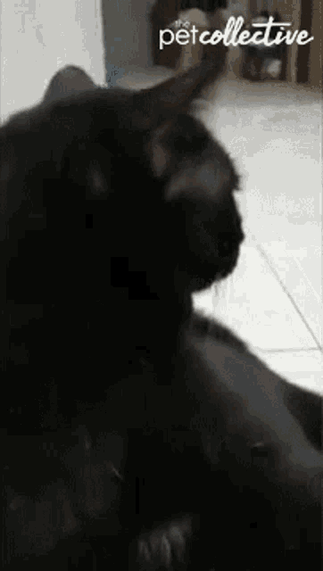 Black Cat Fall Over GIF