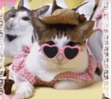 a cat wearing heart shaped sunglasses and a hat is laying on a bed .