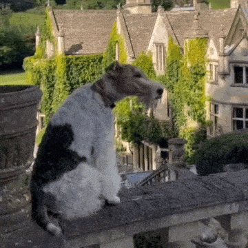 a black and white dog is sitting on a balcony in front of a large building
