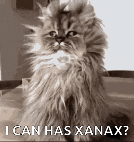 a fluffy cat is sitting on a bed and asking if it has xanax .