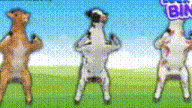 three goats are standing on their hind legs in a field with a blue sign that says cool bun