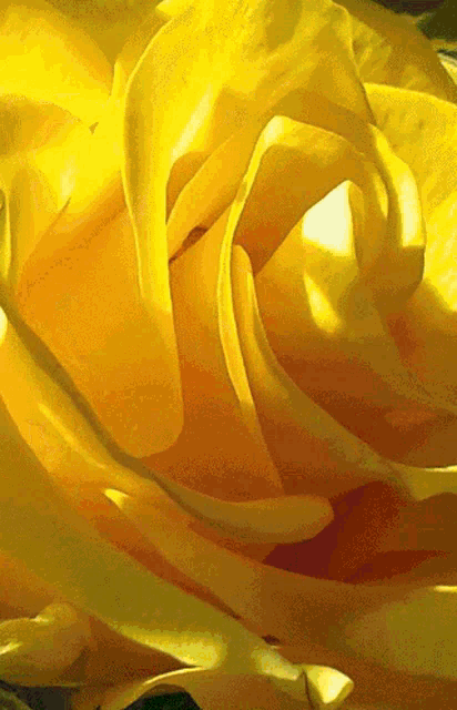 a close up of a yellow rose with the petals showing