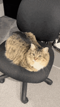 a cat is laying on top of a black chair