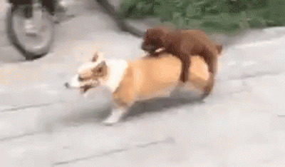 Puppies Dog GIF - Puppies Dog GIFs