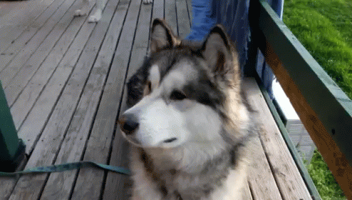 This Alaskan Malamute Dodge Can'T Stop Licking After Eating A Piece Of Tasmanian Cheese. GIF - Dog Alaskan Malamute GIFs