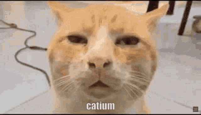 a close up of an orange and white cat 's face with the word catium written on it .