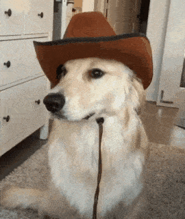 a dog is wearing a brown cowboy hat