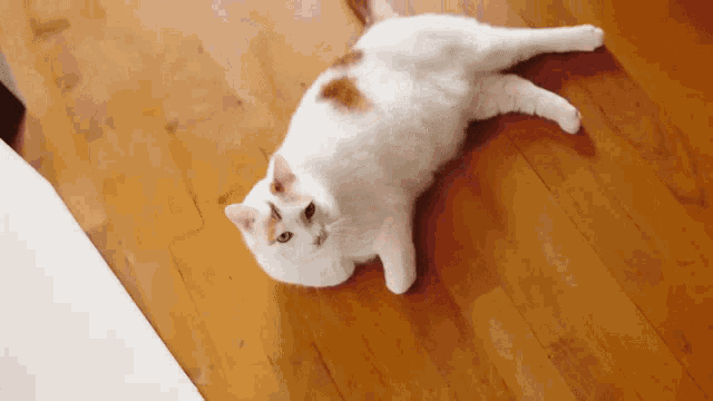 a white cat laying on its back on a wood floor