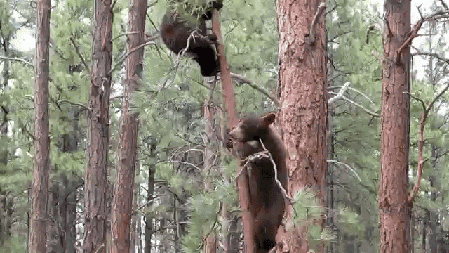 This Seems Precarious... GIF - Bears Cubs Climbing GIFs