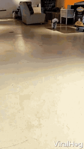 a small white dog is walking on a white floor in a room with a sign that says viralhog on it