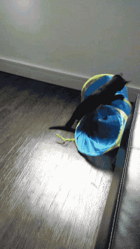 a black cat is playing with a blue and yellow toy on the floor