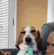 a brown and white dog is looking at the camera while sitting on a couch .