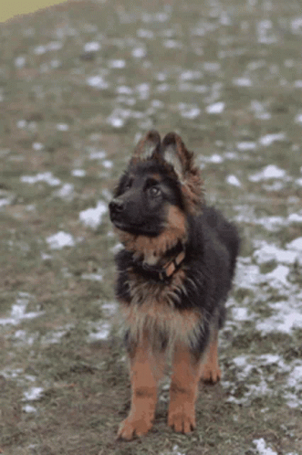German Sheperd Dog GIF