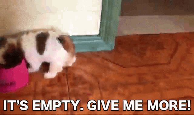 a puppy playing with a pink ball with the words " it 's empty give me more " above it