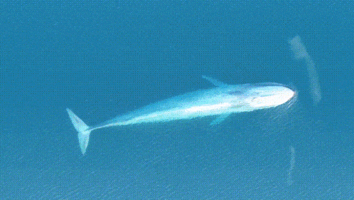 a whale is swimming in the ocean and making a bubble