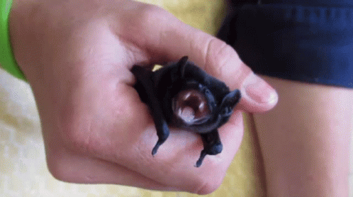 Baby Bat Bat GIF - Baby Bat Bat Batt GIFs