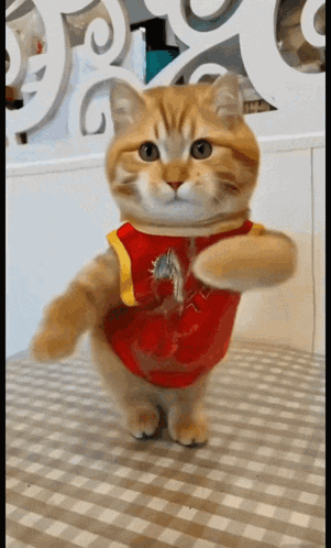 a cat wearing a red shirt with a dragon on it is dancing