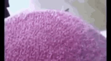 a close up of a purple sponge on a white surface .