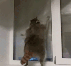 Let Me In!! Lemme In!! I Smell Popcorn!! GIF - Raccoon Jumping Funny GIFs