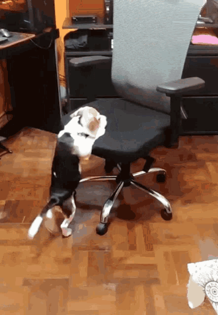a black and white dog standing on a chair