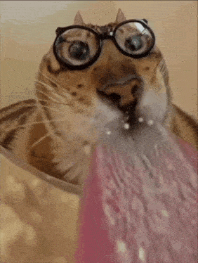 a cat wearing glasses drinking from a bowl