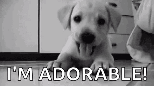 a black and white photo of a puppy laying on the floor with the words `` i 'm adorable ! ''