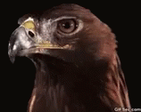 Skeptical Eagle GIF - Skeptical Eagle GIFs