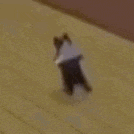 a cat is walking on a wooden floor in a room .