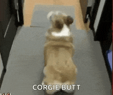 a brown and white dog is standing on its hind legs on a gray mat .