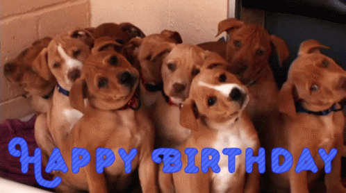 Happy Birthday Puppies GIF - Happy Birthday Puppies Dogs GIFs